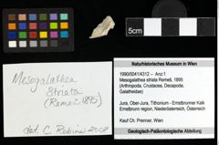 Foto (Objekt + Etiketten) von Mesogalathea striata (Remeš, 1895) 